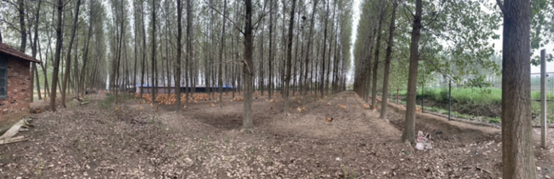 散养土鸡蛋绿壳鸡蛋湖北土鸡蛋新鲜发货，双色混装