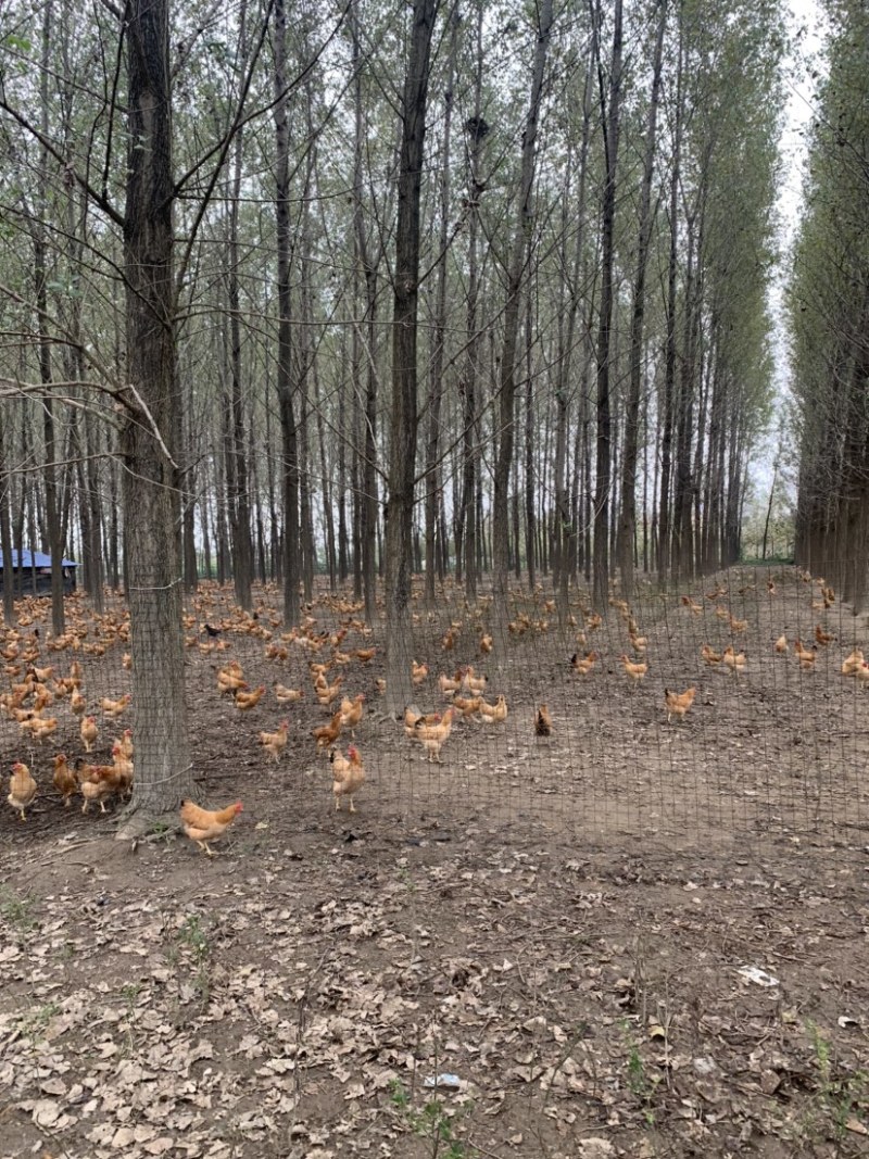 散养土鸡蛋绿壳鸡蛋湖北土鸡蛋新鲜发货，双色混装