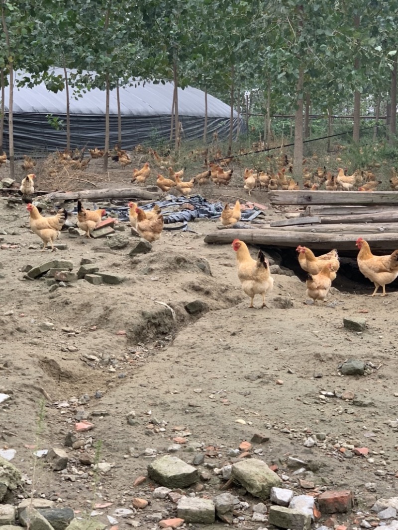 散养土鸡蛋绿壳鸡蛋湖北土鸡蛋新鲜发货，双色混装