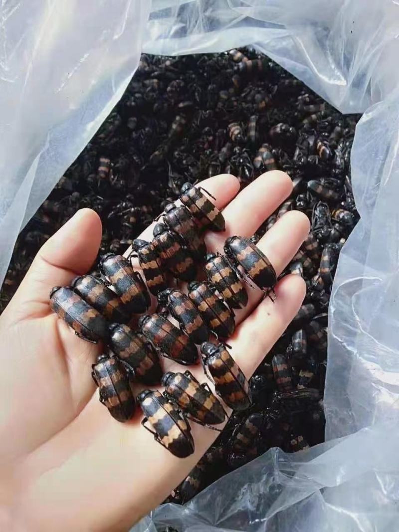斑鳖虫大量上市了，一手货源，价格美丽，可视频看货