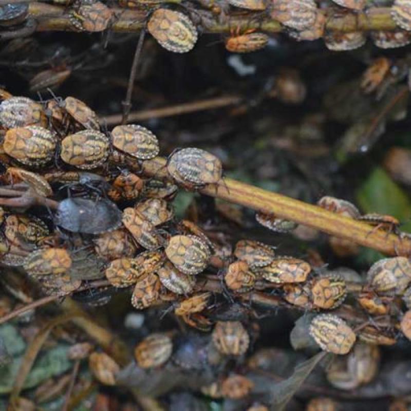斑鳖虫大量上市了，一手货源，价格美丽，可视频看货