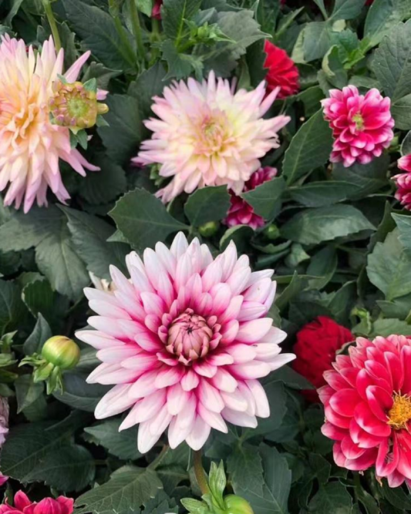 小丽花种子大丽花种子多年生宿根花景观花海庭院阳台盆栽易种
