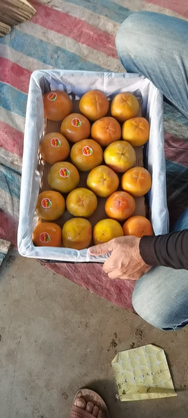 洋丰脆甜柿子无药品加工现摘现吃个大脆甜