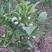 四季脆皮柑桔苗庭院种植品种纯正室内外都可种植