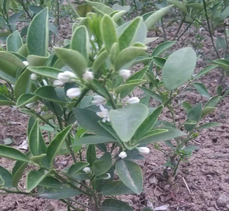 四季脆皮柑桔苗庭院种植品种纯正室内外都可种植