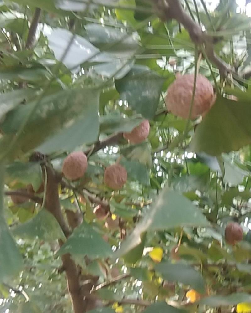 银杏果，