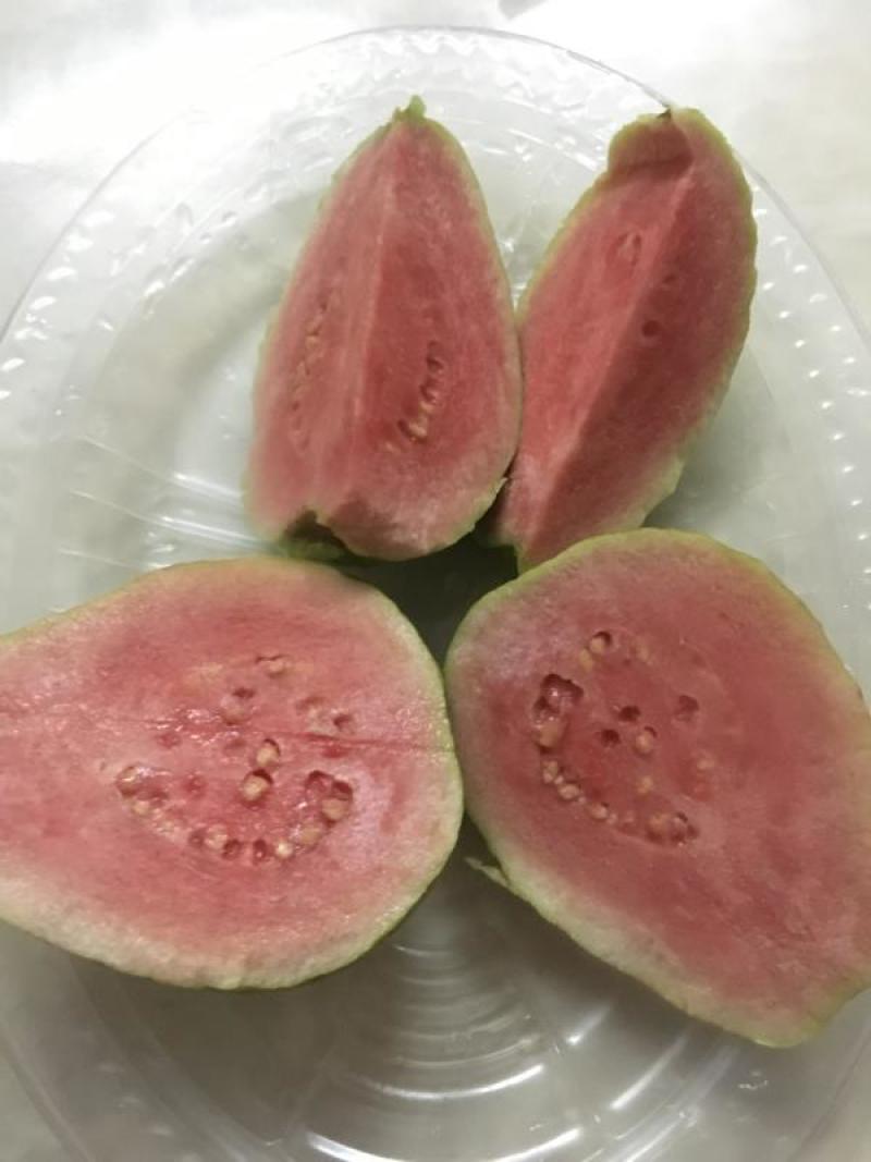 正宗潮汕汕研嫁接红宝石番石榴台湾芭乐种苗
