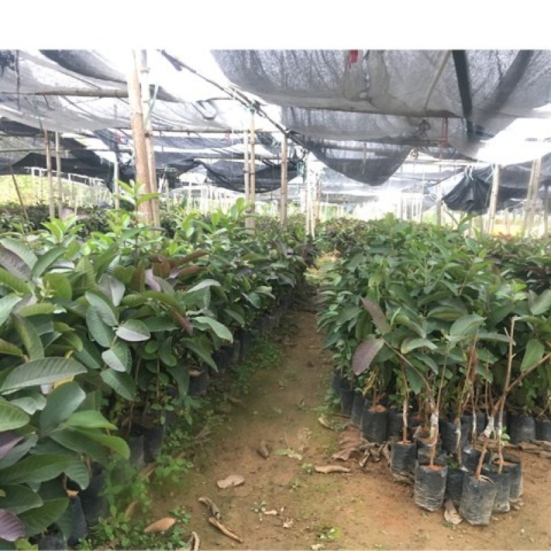 正宗潮汕汕研嫁接红宝石番石榴台湾芭乐种苗