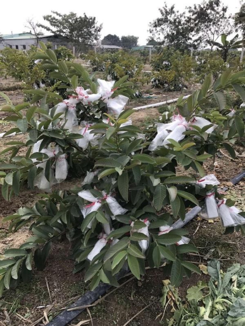 正宗潮汕汕研嫁接红宝石番石榴台湾芭乐种苗