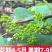 优质辽峰葡萄苗生长旺，货充足产量高产地现挖现发