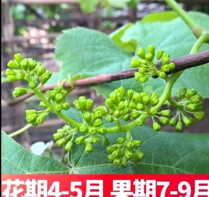 优质辽峰葡萄苗生长旺，货充足产量高产地现挖现发