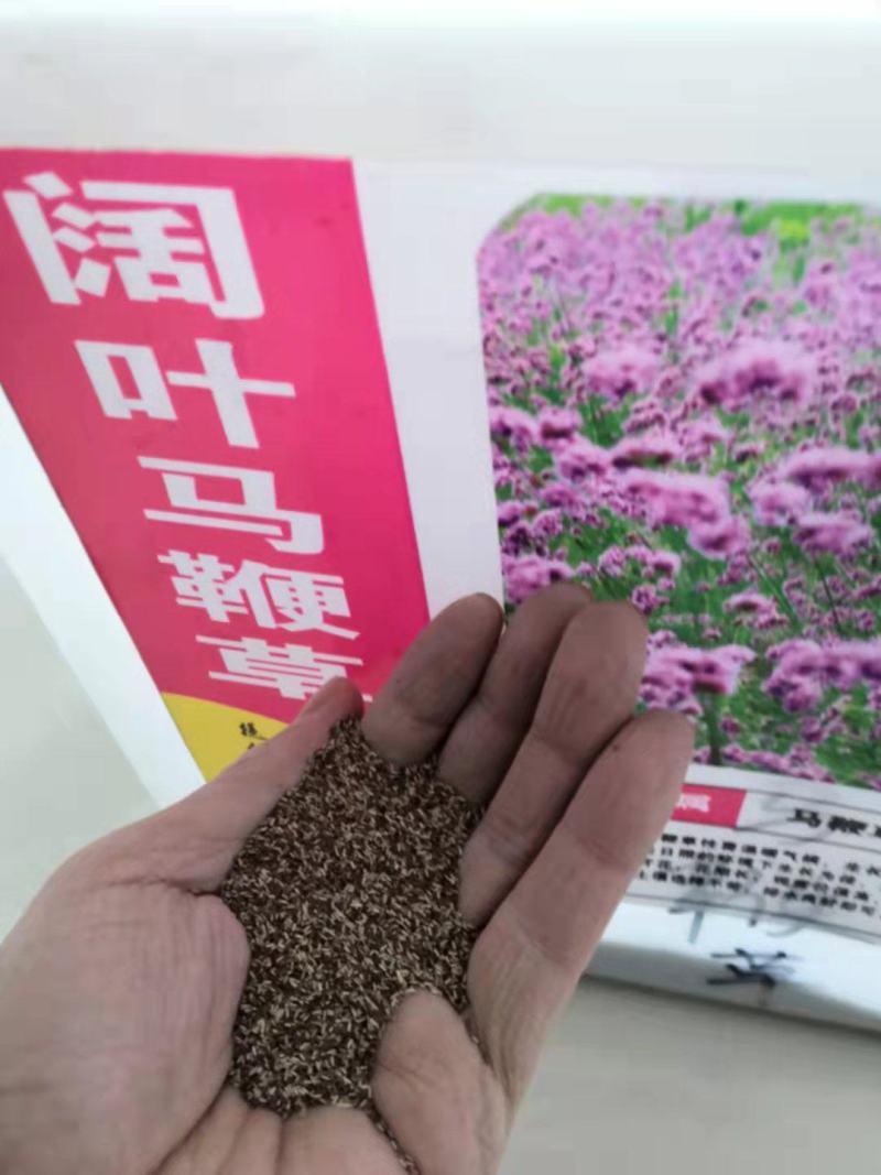 柳叶马鞭草种子四季种多年生花卉种子庭院景观园林花海种子