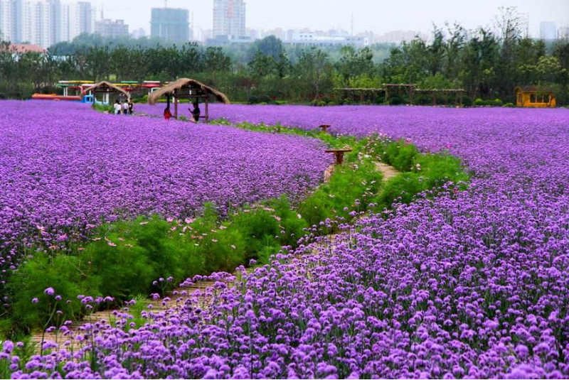 柳叶马鞭草种子四季种多年生花卉种子庭院景观园林花海种子