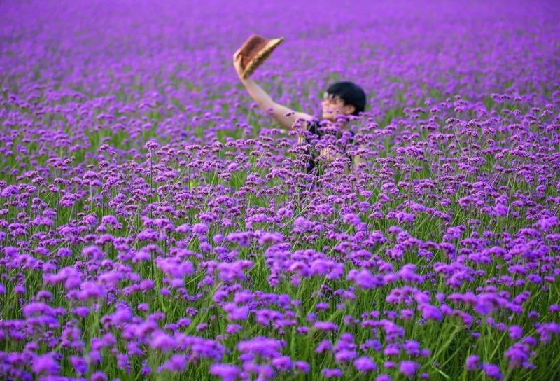 柳叶马鞭草种子四季种多年生花卉种子庭院景观园林花海种子
