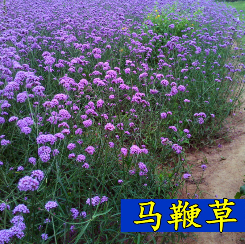 柳叶马鞭草种子四季种多年生花卉种子庭院景观园林花海种子