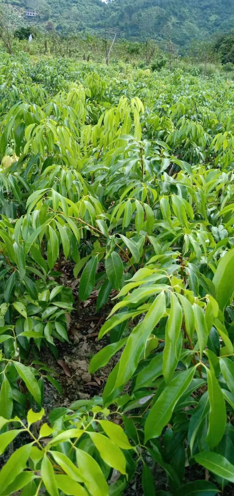 桂味荔枝仙进奉苗大量供应量大从优品质保证