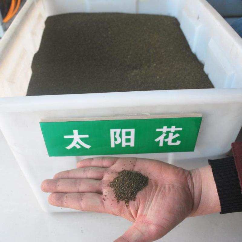 太阳花种子