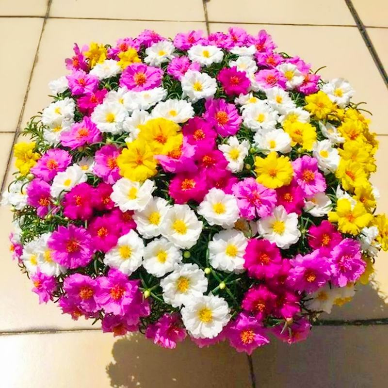 太阳花种子