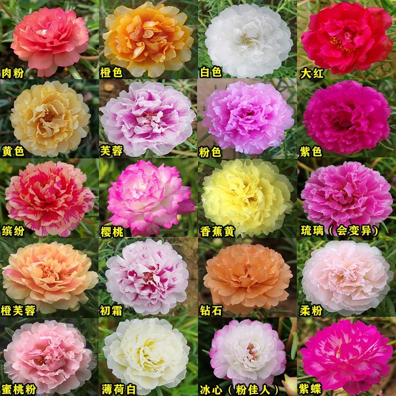 太阳花种子