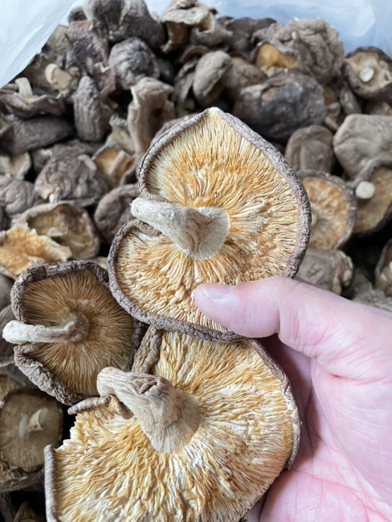 优惠供应大片菌床香菇光面菇适合餐饮食堂加工厂