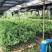 新会柑袋苗小青柑杯苗陈皮柑袋