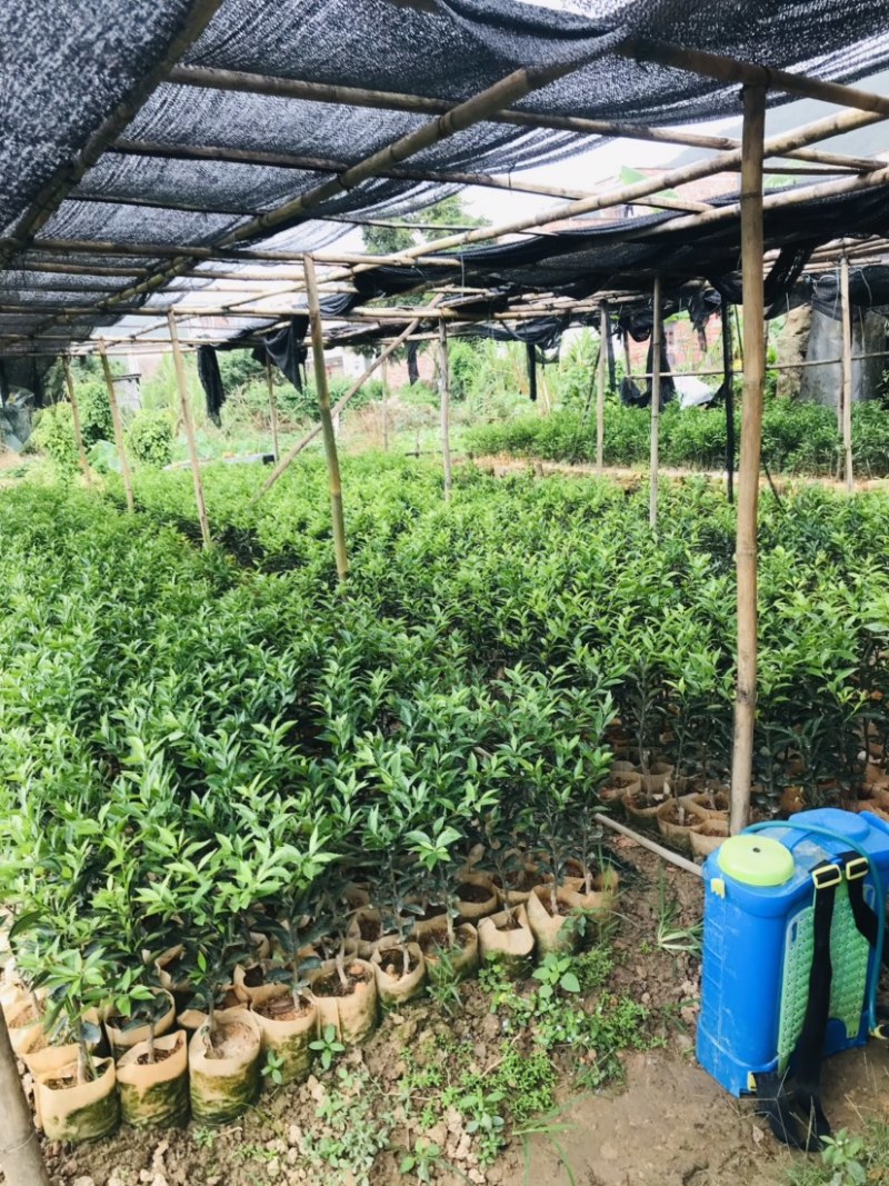 新会柑袋苗小青柑杯苗陈皮柑袋
