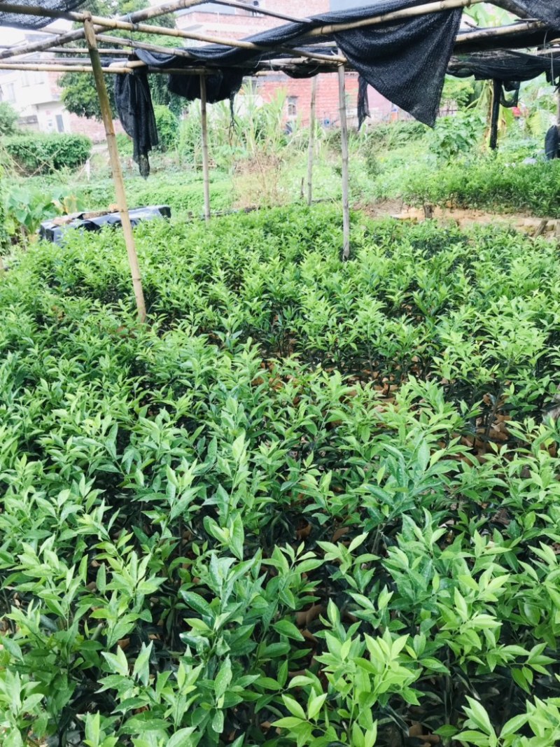 新会柑袋苗小青柑杯苗陈皮柑袋