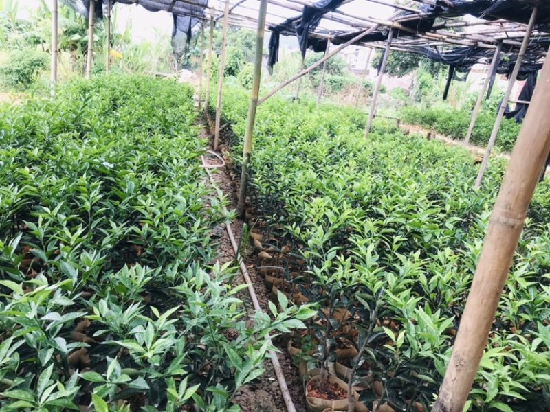 新会柑袋苗小青柑杯苗陈皮柑袋