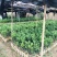 新会柑袋苗小青柑杯苗陈皮柑袋