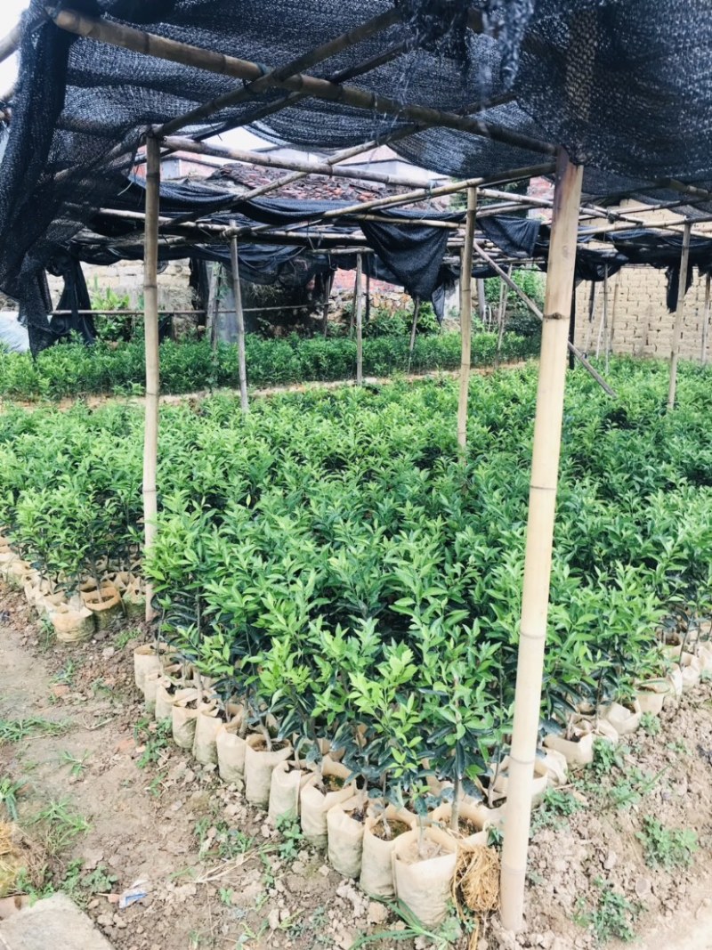新会柑袋苗小青柑杯苗陈皮柑袋