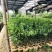 新会柑袋苗小青柑杯苗陈皮柑袋