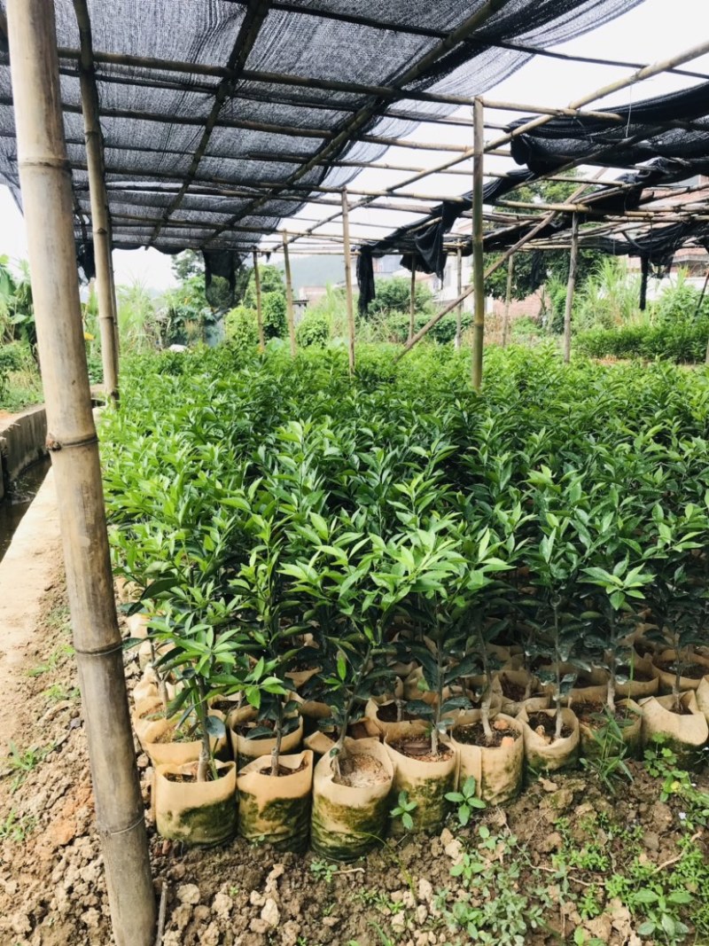 新会柑袋苗小青柑杯苗陈皮柑袋