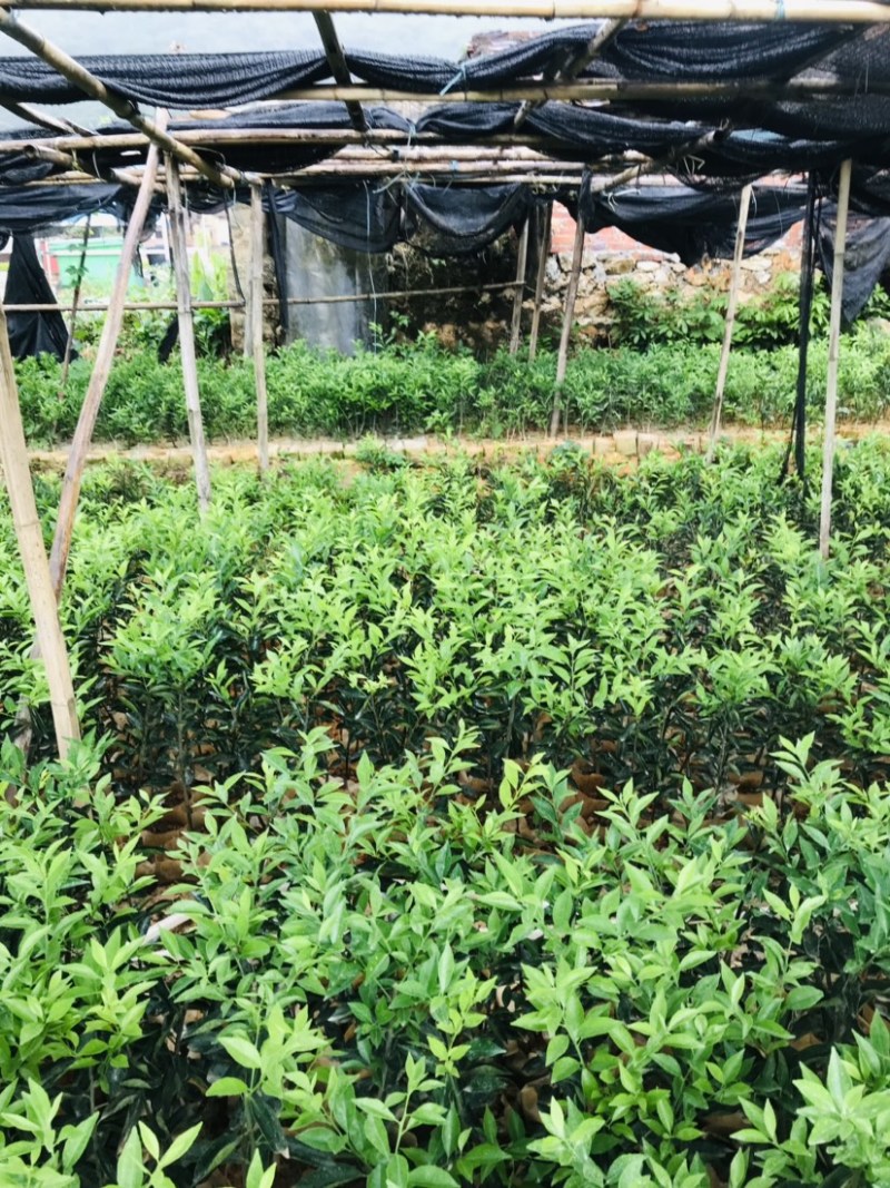 新会柑袋苗小青柑杯苗陈皮柑袋