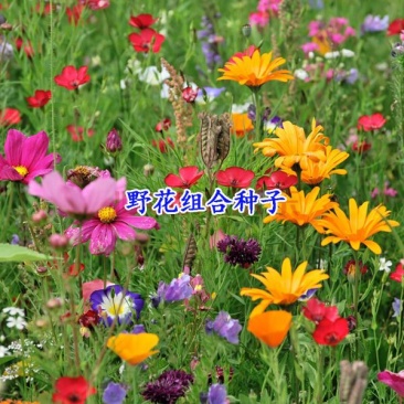 野花组合种子户外耐寒花种子四季开花路边室外庭院多年生