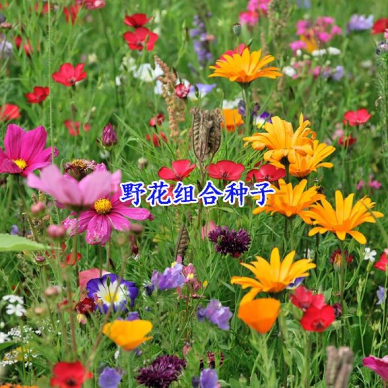 野花组合种子户外耐寒花种子四季开花路边室外庭院多年生