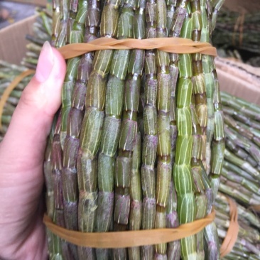 铁皮石斛鲜条胶质好条粗一捆一斤两斤包邮