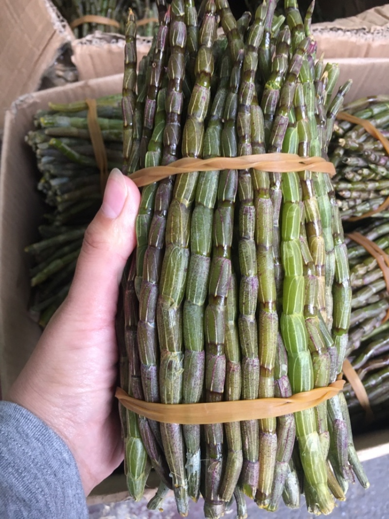 铁皮石斛鲜条胶质好条粗一捆一斤两斤包邮