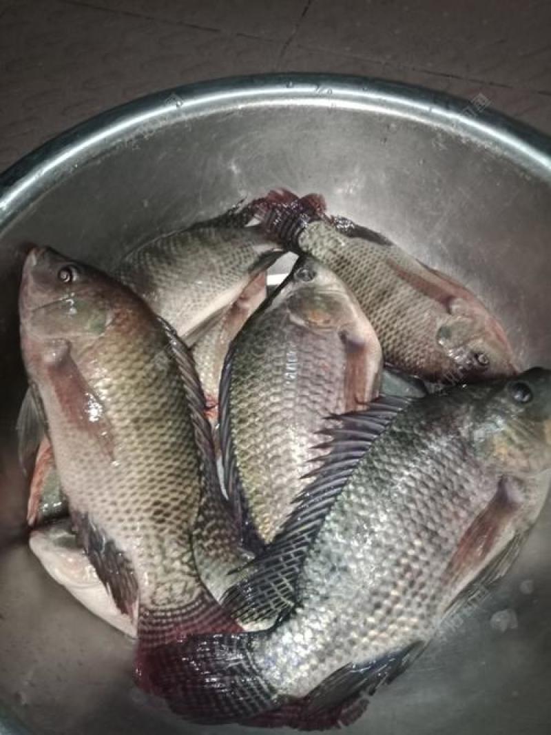 罗非鱼