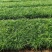 多芽麦冬，质量好，颗型密实，芽子密实，地被，草坪，绿化
