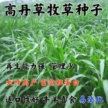 高丹草种子籽养殖猪牛羊鱼虾蟹畜禽水产进口杂交苏丹草牧草籽