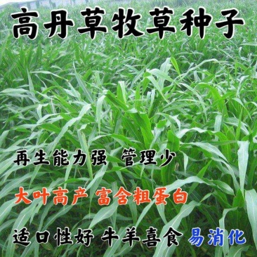 高丹草种子籽养殖猪牛羊鱼虾蟹畜禽水产进口杂交苏丹草牧草籽