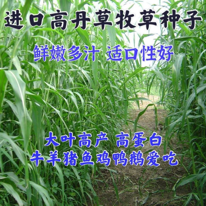 高丹草种子籽养殖猪牛羊鱼虾蟹畜禽水产进口杂交苏丹草牧草籽