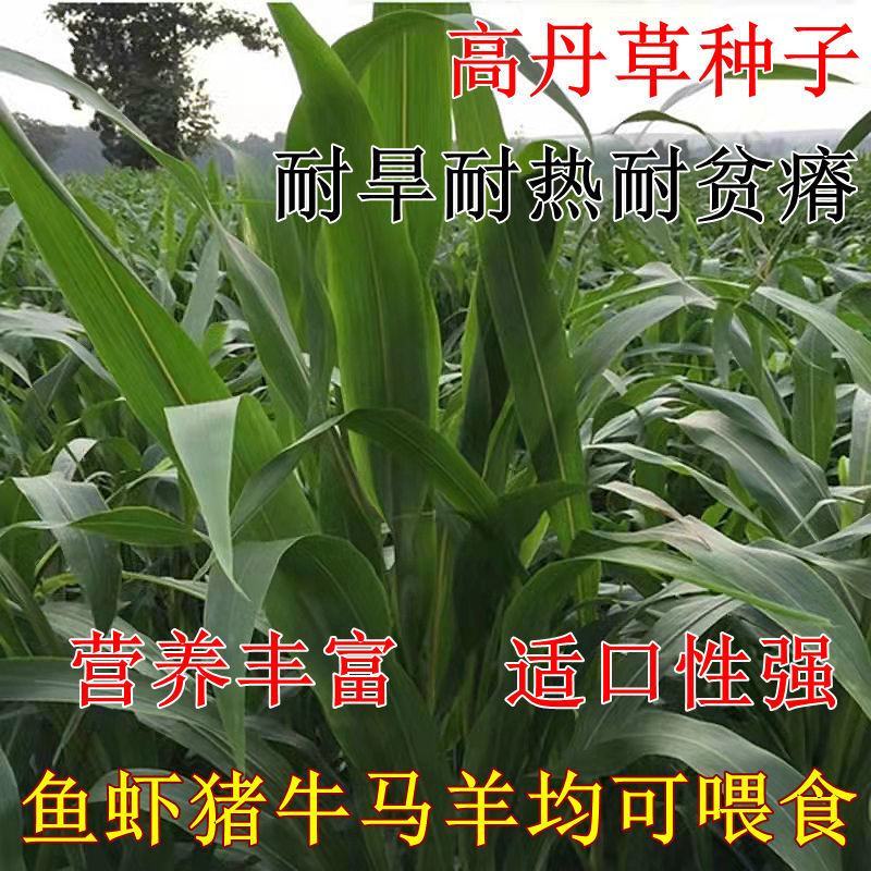 高丹草种子籽养殖猪牛羊鱼虾蟹畜禽水产进口杂交苏丹草牧草籽