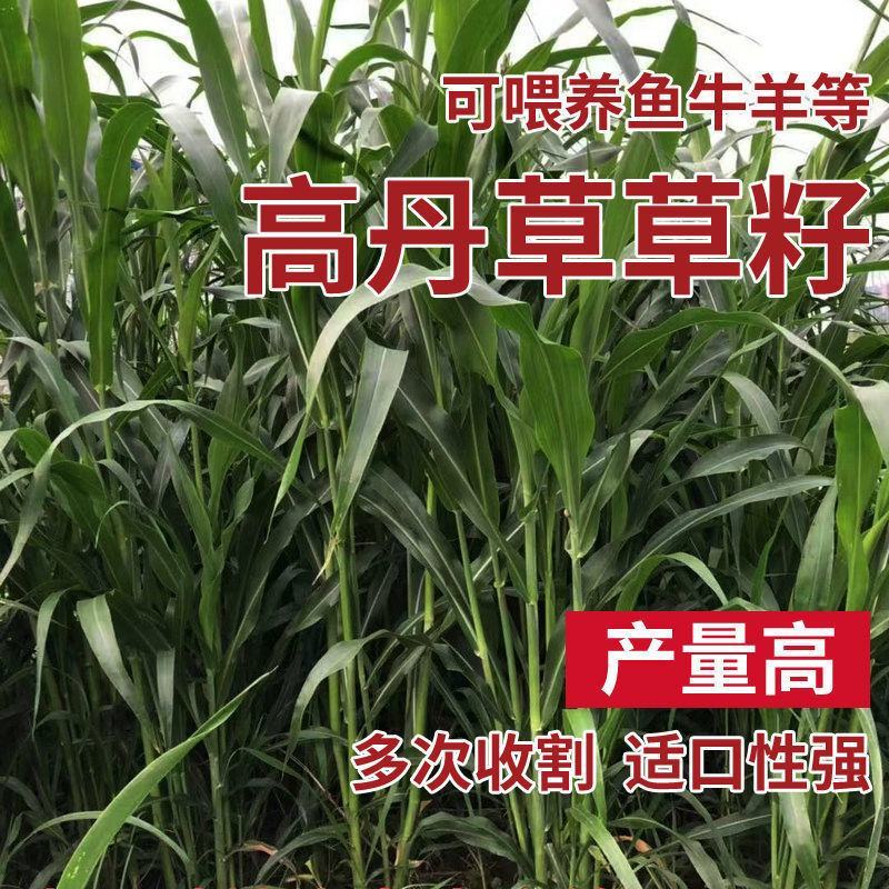高丹草种子籽养殖猪牛羊鱼虾蟹畜禽水产进口杂交苏丹草牧草籽