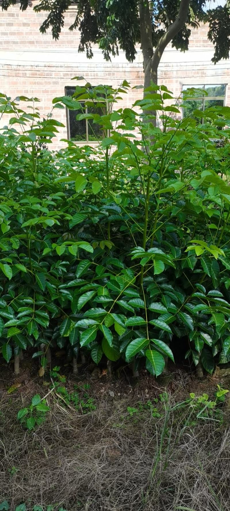 橄榄苗黑榄苗（香榄）保证正品自家育苗量大
