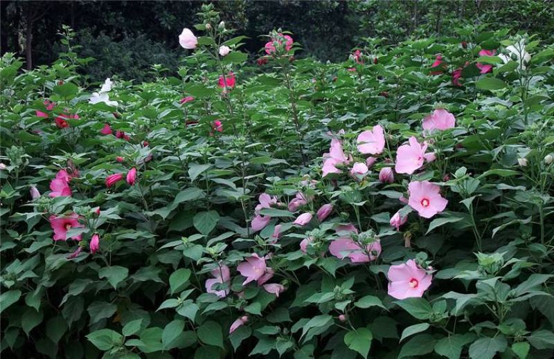 大花秋葵种子美芙蓉种子草芙蓉种子四季易种庭院阳台种子