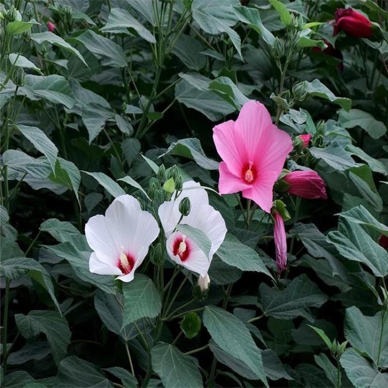 大花秋葵种子美芙蓉种子草芙蓉种子四季易种庭院阳台种子