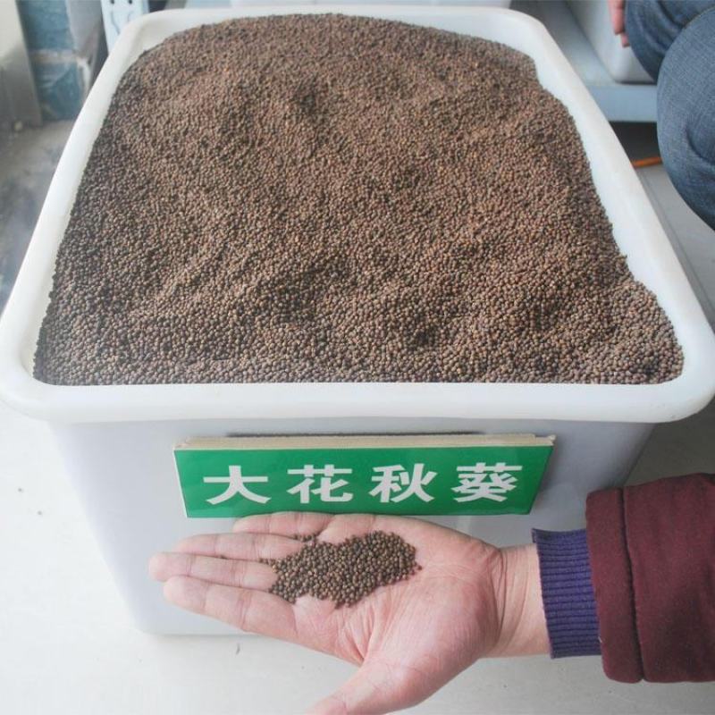 大花秋葵种子美芙蓉种子草芙蓉种子四季易种庭院阳台种子