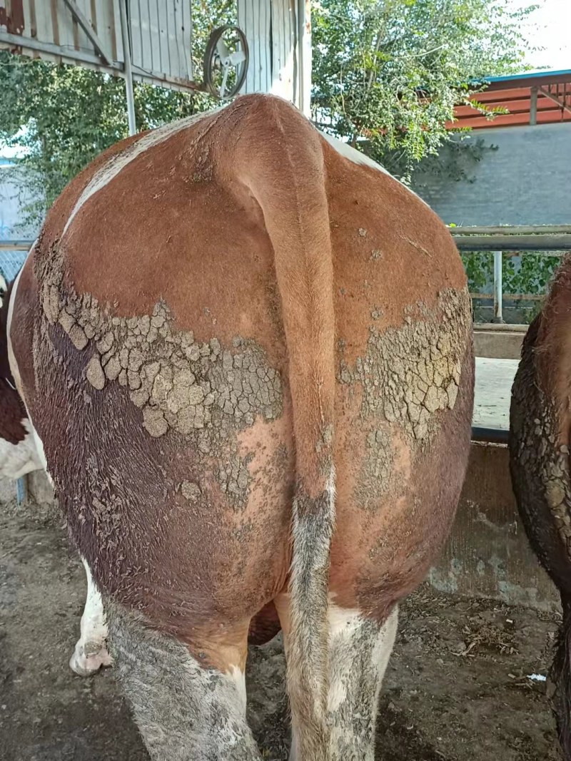 育肥肉牛，公牛母牛出肉率高、油少、出肉率高到50%以上、