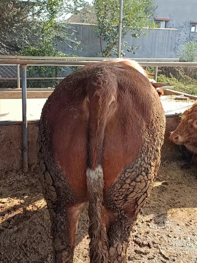 育肥肉牛，公牛母牛出肉率高、油少、出肉率高到50%以上、